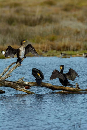 Cormoran (Phalacrocorax) seabird, flying over salt lake in Albufera mallorca, balearic islands, spainの写真素材