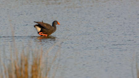 purple gallinule (Porphyrio porphyrio) wading wetland in search of food in natural park of mallorca spain,の写真素材