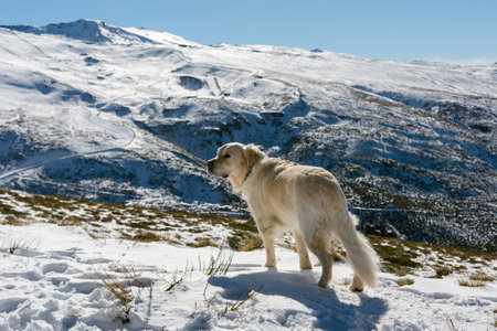 golden retriever dog on the top of a snowy mountain looks into the distance, background of sky and...
