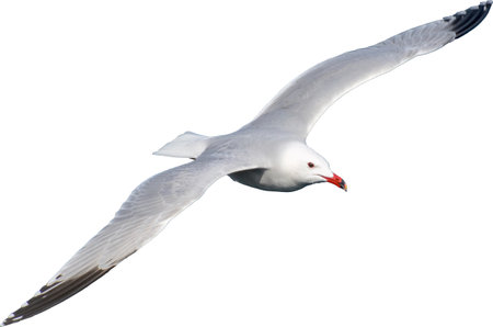 Audouins Gull, Ichthyaetus audouinii, clipping on white background transparecia, wild life bird in flightの写真素材
