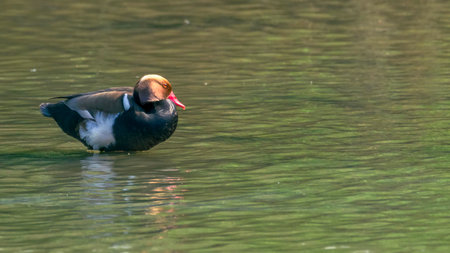 red-crested pochard, netta rufina, specimen of male resting in wetland, ecology conceptの写真素材