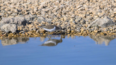 Actitis hipoleucos, a beautiful specimen in the water, looking for food in its habitat. wetland conservation conceptの写真素材