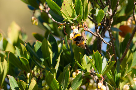 A bumblebee clinging to yellow flowers among dense green foliage, pollinating insects on strawberry tree flowers, granada andalucia spainの写真素材