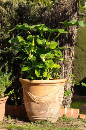 A lush green plant growing in a large ceramic pot placed in a garden, granada andalucia spainの写真素材