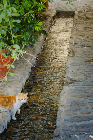 A cat standing beside a narrow stream of water on a cobblestone path surrounded by greenery, Alpujarras, granada, andalucia, espa aの写真素材