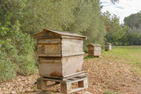 Wooden beehives in a green field under a sunny sky, bee hive in the countryside, beekeeping, nature concept in mallorca, spain balearic islandsの写真素材