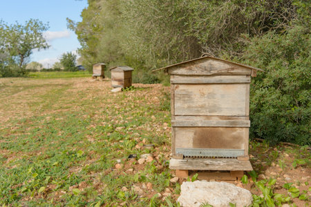 Multiple beehives aligned in an open field bordered by trees, bee hive in the countryside, beekeeping, nature conceptの写真素材