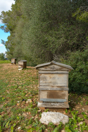 A single beehive in a natural setting with surrounding trees, bee hive in the countryside, nature...
