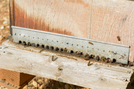 Close-up of bees entering a beehive, focusing on the wooden entrance, bee hive in the countryside, beekeeping, nature concept in mallorca, spain balearic islandsの写真素材