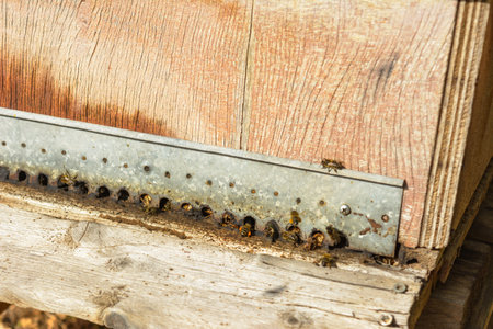 Detailed view of bees at the entrance of a wooden beehive, bee hive in the countryside, beekeeping, nature concept in mallorca, spain balearic islandsの写真素材