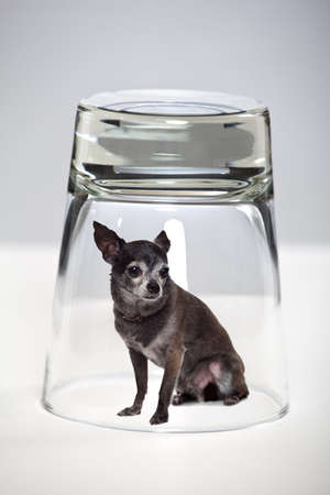 Conceptual image of a dog trapped in a glassの写真素材