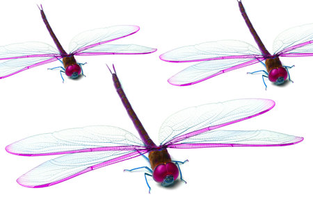 Colorful dragon fliesの写真素材