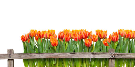 Field of tulips behind fenceの写真素材