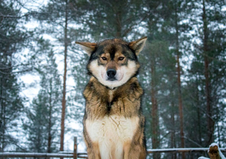 Wolf in Laplandの写真素材