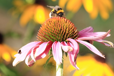 The bumblebee on his flower