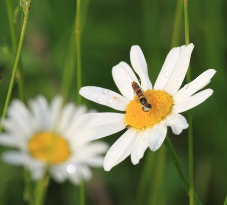 The wasp on the daisy