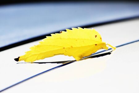 Autumn leaf