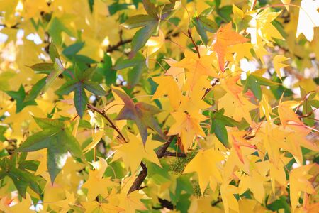 Autumn leaves