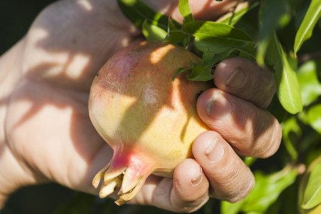 Taking the pomegranateの写真素材