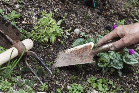 Gardeningの写真素材