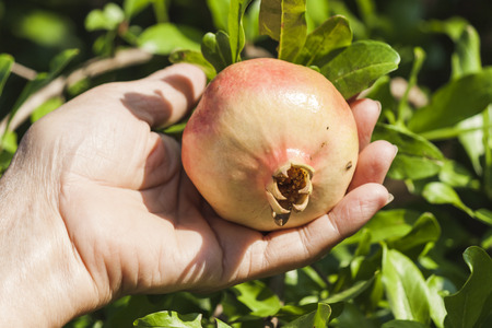 Taking the pomegranateの写真素材