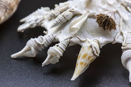Grouped shellsの写真素材