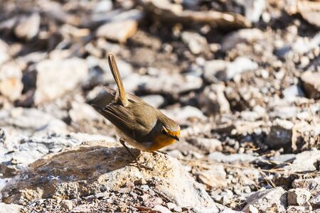 Robin bird is hunting
