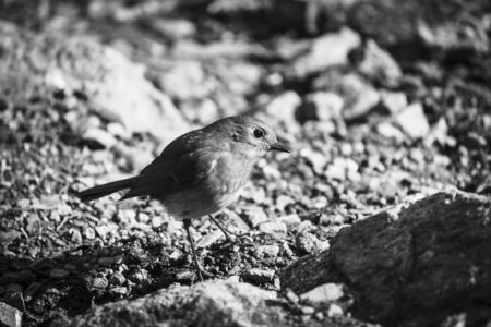 Portrait of a robin bird - black and whiteの写真素材