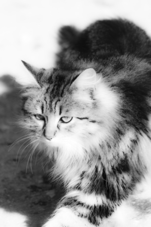 Fantasy of a catの写真素材