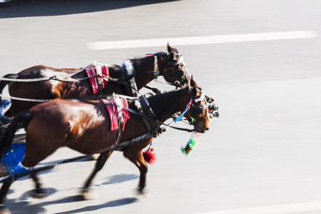 Horses running on the streetの写真素材