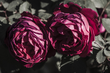 Couple of red rosesの写真素材
