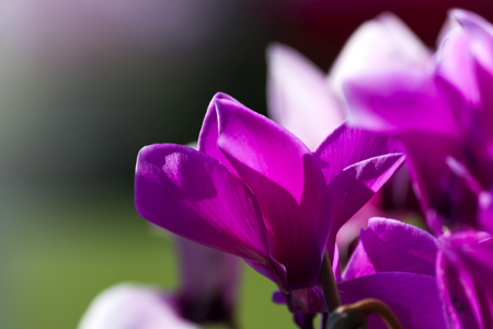 Pink and white flowers moving in a windy day - photographyの写真素材