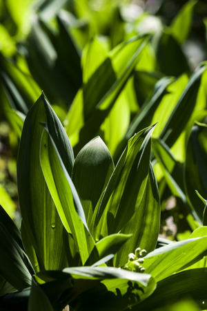 Green leaves of mughetto flowers in sun backlight - photographの写真素材