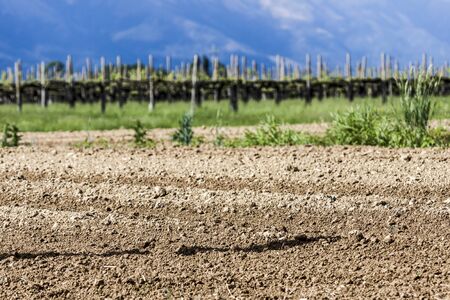 Cultivated land in Friuli, near Pordenone (Italy) - Photographyの写真素材