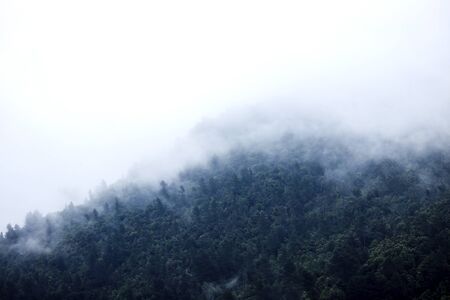Fog over the wood in the mountains - Photographyの写真素材