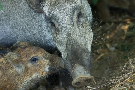 Boar, Sus scrofa, mother and child looking for food.の写真素材
