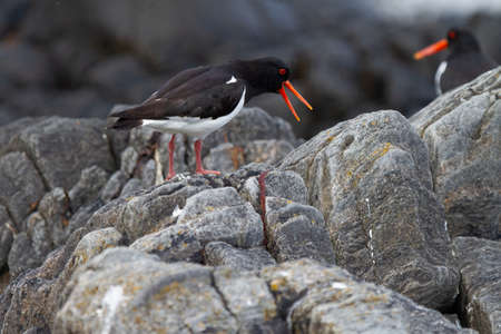 Haematopus ostralegus, bird on alert on the rocks in Norway.の写真素材