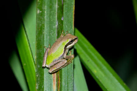 Hyla meridionalis, amphibious on the vegetation with various shades of color.の写真素材