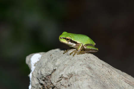 Hyla meridionalis, amphibian on rock with dark bottom.