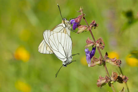 Aporia crataegi, butterfly looking for offspring in the field.の写真素材