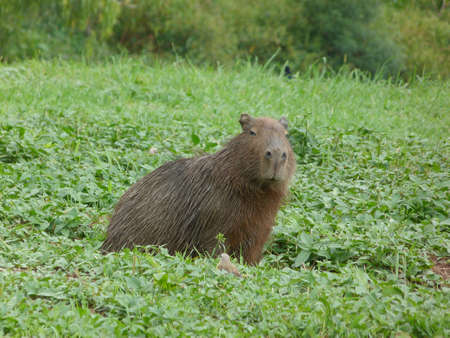 Hidrochoerus hidrochaeris, Capivara on alert, Curitiba, Brazil.の写真素材