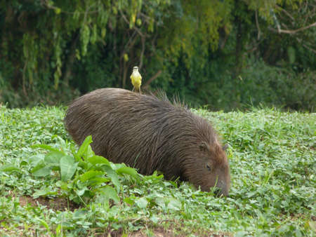 Hidrochoerus hidrochaeris, Capivara with bird on the back, Curitiba, Brazil.の写真素材