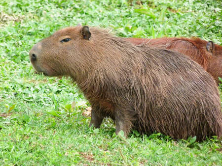 Hidrochoerus hidrochaeris, Capivara on alert, Curitiba, Brazil.の写真素材