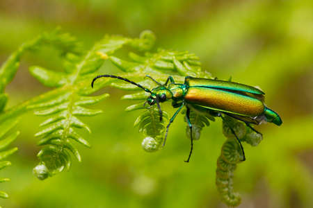 Metallic beetle on the fern with green background, Spain.の写真素材