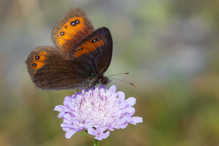 Erebia meolans, Dark mountain butterfly on lilac flower, Pyrenees, Spain.