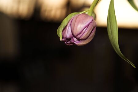 Purple Tulips against a stone wall background