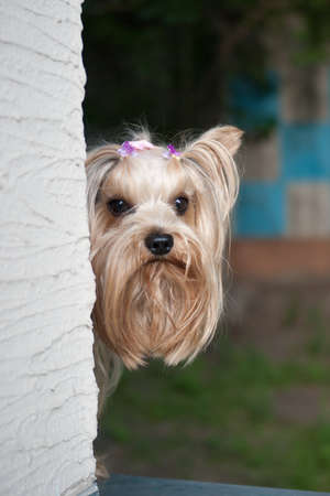 Yorkshire terrier dog head shot portrait from cornerの写真素材