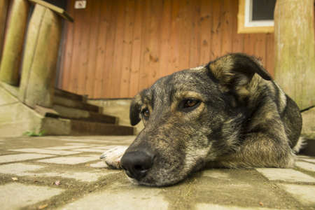 mongrel dog guarding wooden house near stairwayの写真素材
