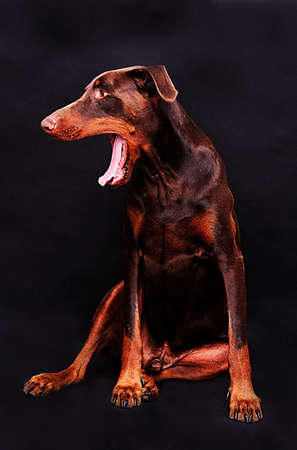 doberman pinscherの写真素材