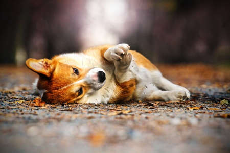 welsh corgiの写真素材